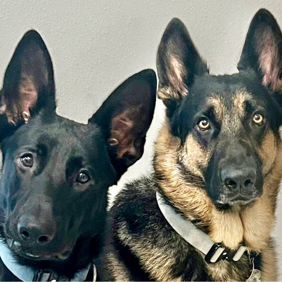 Meet your Posher, Ryan - Picture 2 of 2